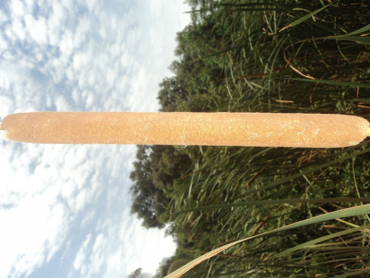 Typha angustifolia L.